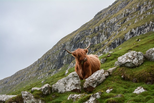 A shaggy highland cow on a rocky hillside near the glen