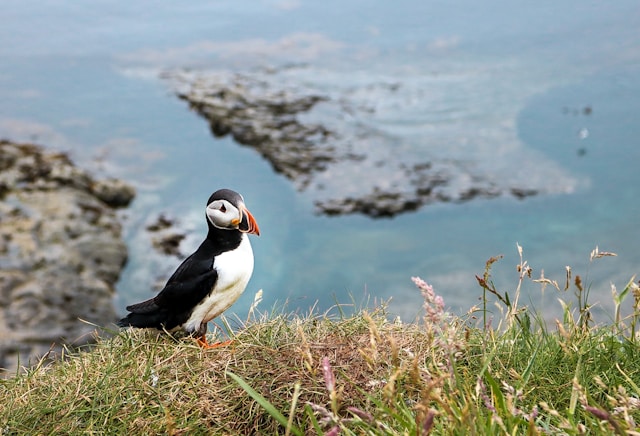 A puffin standing on a grassy clifftop above the sea