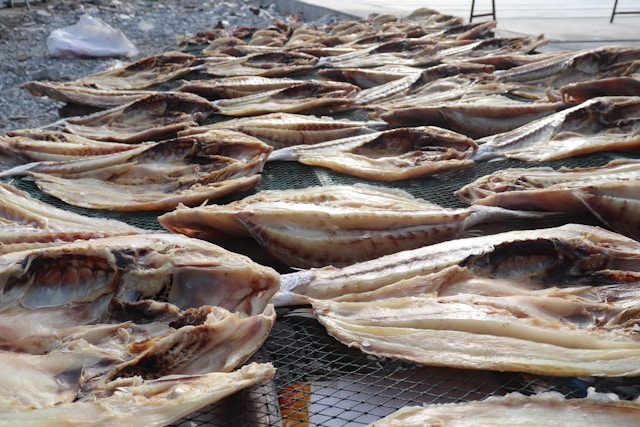 Undyed smoked haddock fillets laid out to dry before smoking