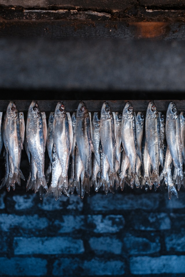 Herring hanging in the smoke inside a brick kiln at first light